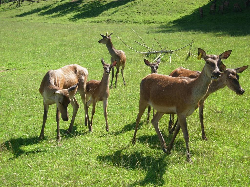 Vila Am Jaukhof Familie Stiendl Neudorf im Sausal Exteriér fotografie